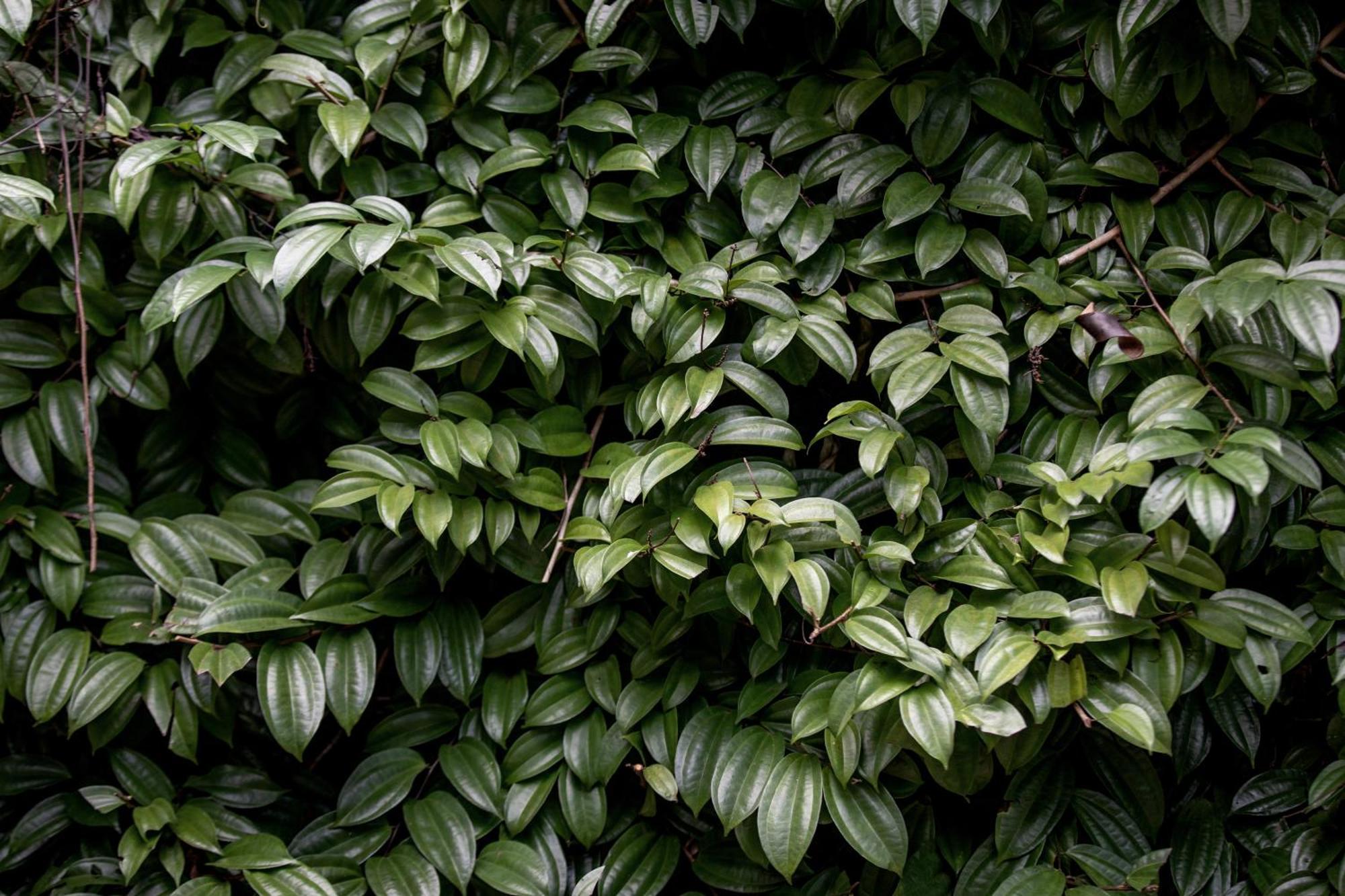 Greenwood Edge Kandy Exteriör bild